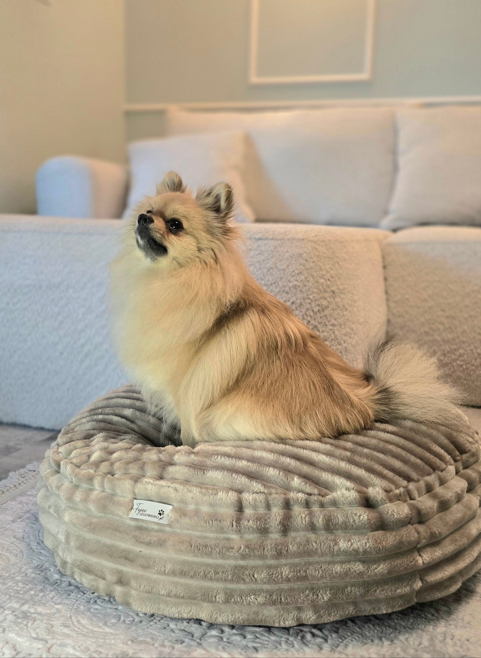 Pufka sztruksowo- welurowa w kolorze beżowym, legowisko