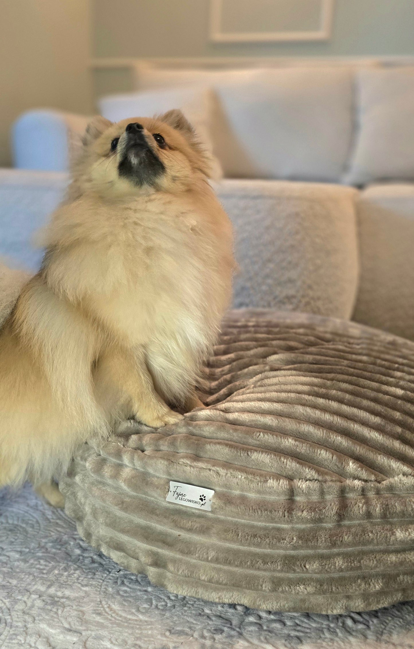 Pufka sztruksowo- welurowa w kolorze beżowym, legowisko