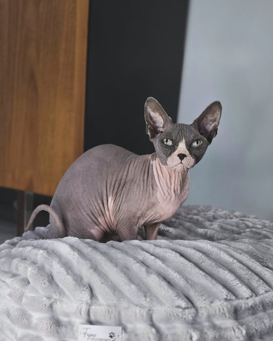 Pufka sztruksowo-welurowa w kolorze szarym, legowisko