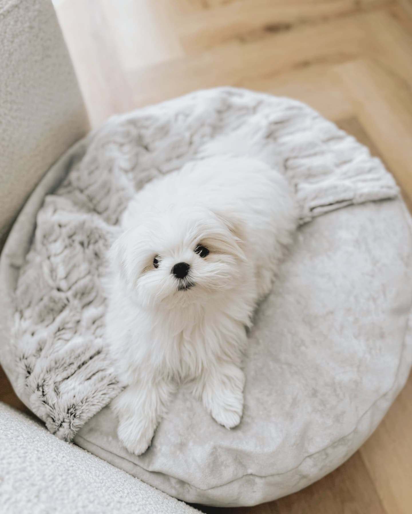 Pufka- norka z kocykiem, legowisko dla psa