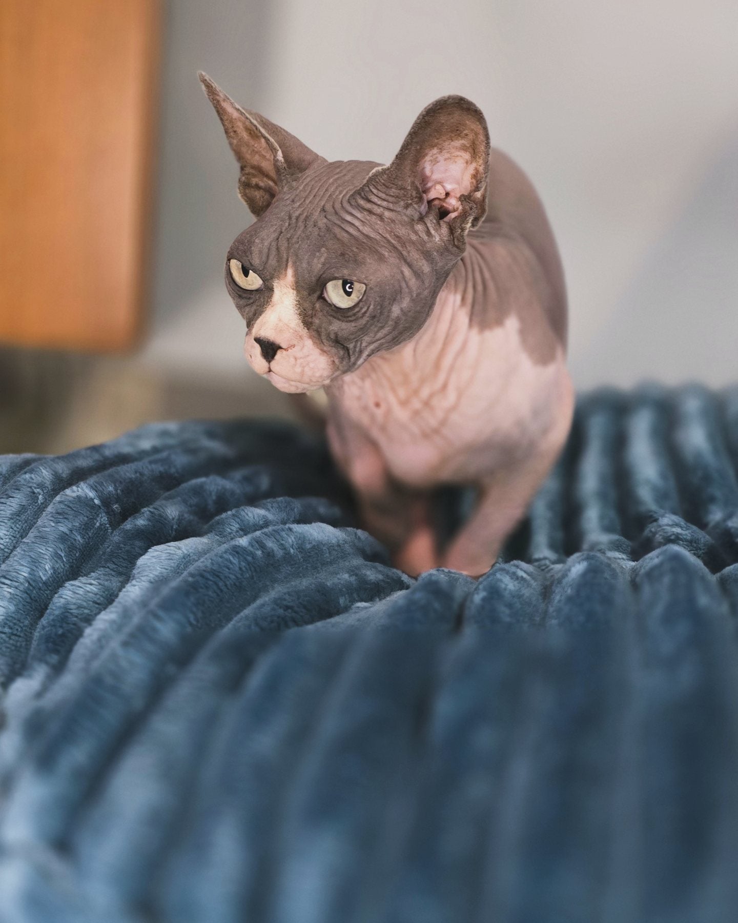 Pufka sztruksowo-welurowa w kolorze turkusowym,legowisko