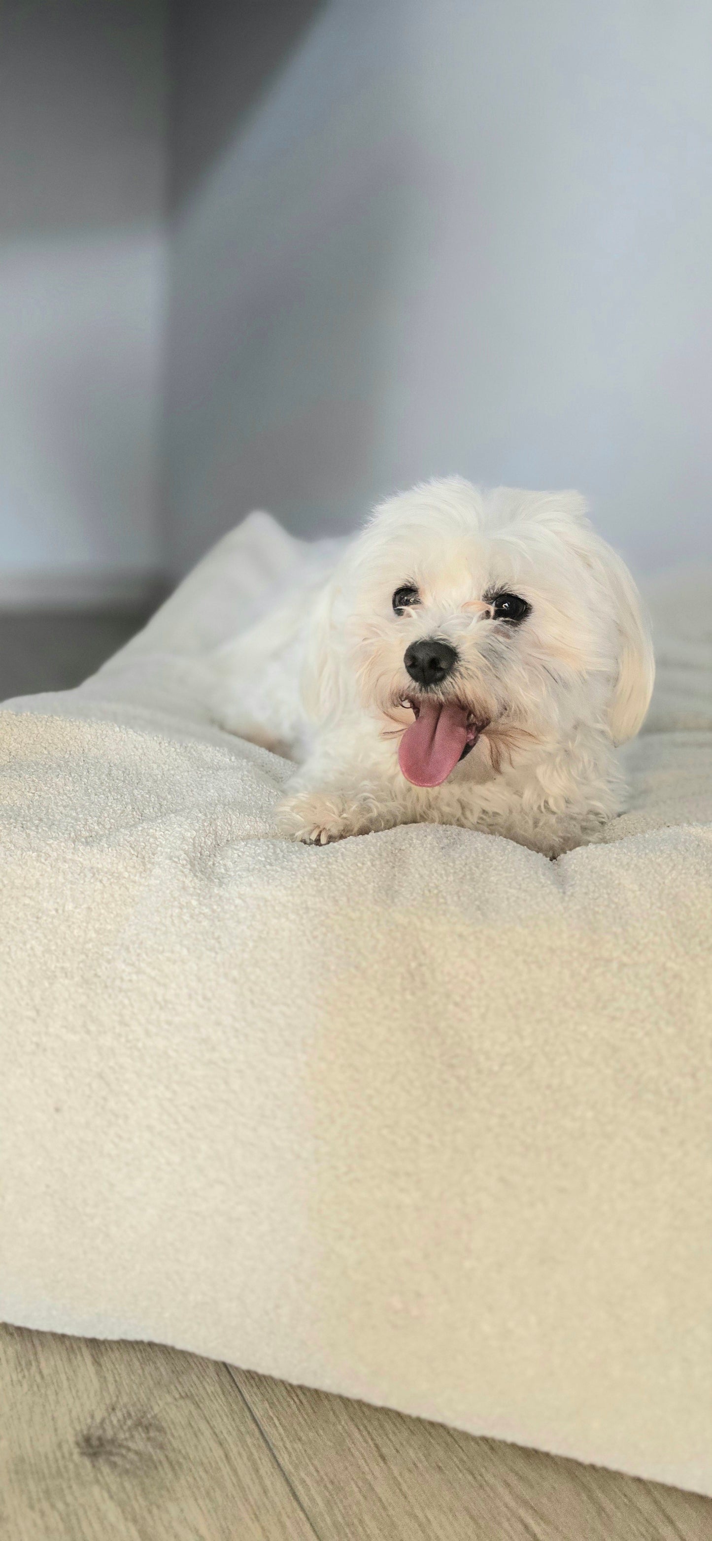 Leżanka dla psa-ekoskóra z futerkiem boucle, legowisko