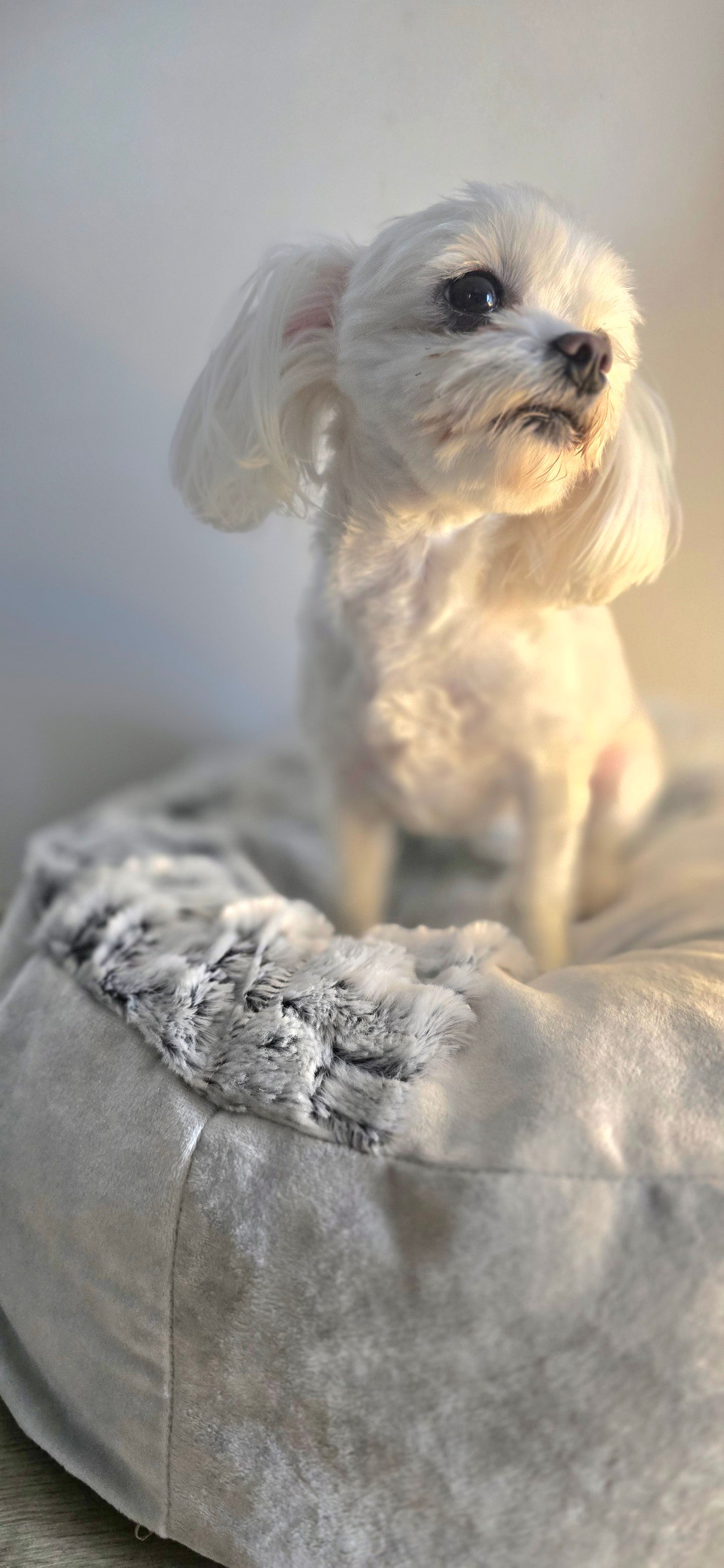 Pufka- norka z kocykiem, legowisko dla psa